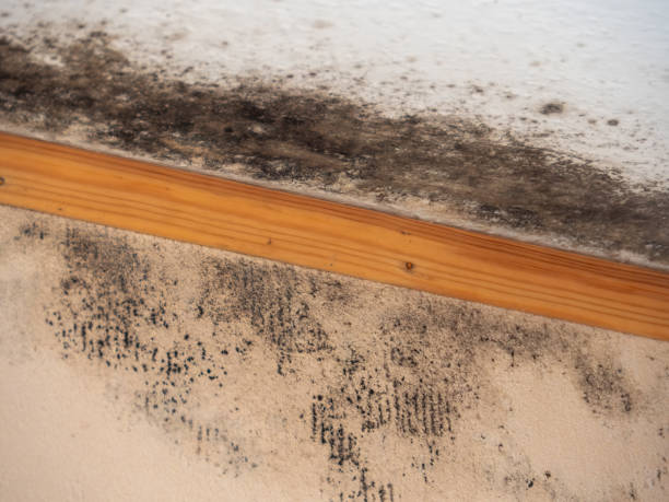 Best Real Estate Mold Inspection  in New Brighton, PA