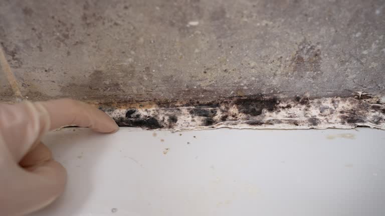 Best Asbestos and Lead Testing During Mold Inspection  in New Brighton, PA